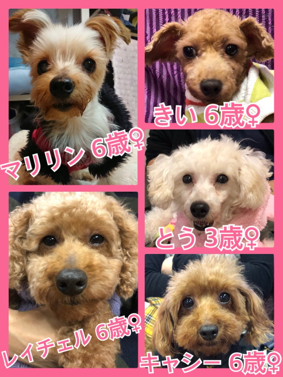 🐾今日の里親様募集中ワンコ🐶メンバーです🐾2018,11,3